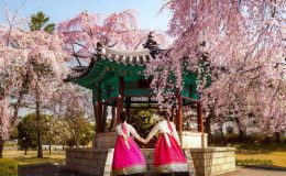 Mùa hoa anh đào Hàn Quốc