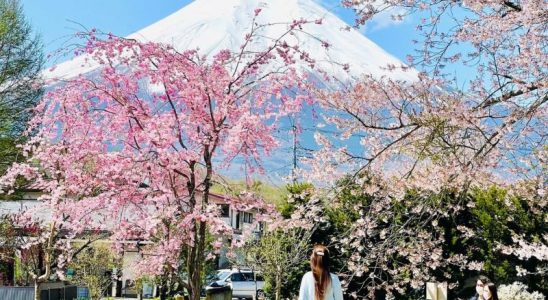 Hoa anh đào Nhật Bản nở từ cuối tháng 3