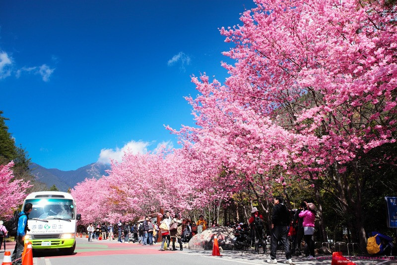 Mùa xuân ở Đài Loan với mùa hoa anh đào nở rộ