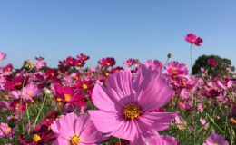 Hoa cosmos đẹp thuần khiết