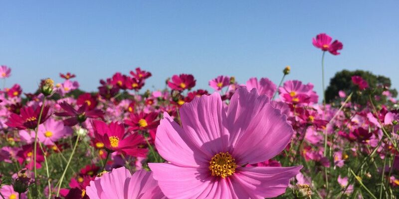 Hoa cosmos đẹp thuần khiết