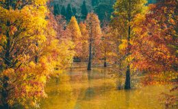 Du lịch Đài Loan mùa lá đỏ