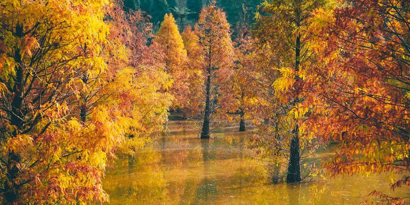 Du lịch Đài Loan mùa lá đỏ